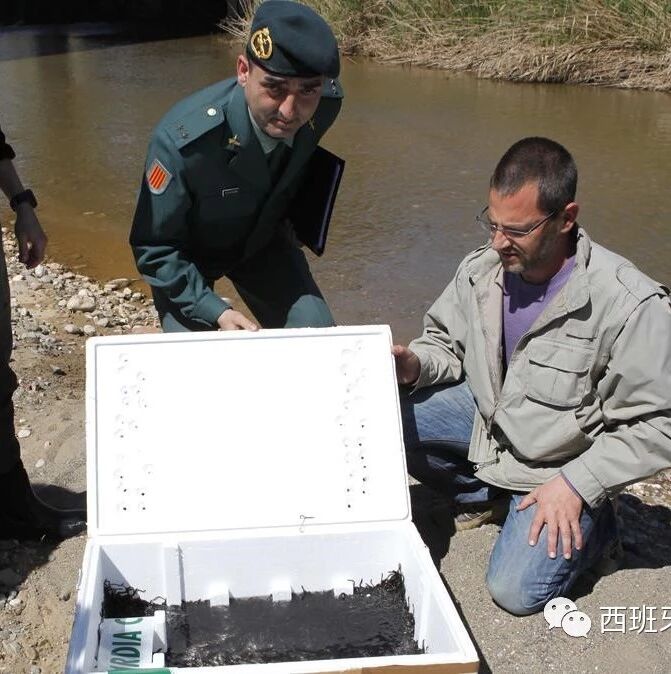 【欧浪网】一华人团伙走私鳗鱼苗获益3750万欧元 如今败露十人落网