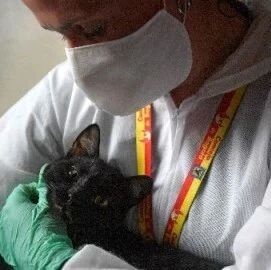 【欧浪网】西班牙研究称宠物不会将新冠病毒传给主人