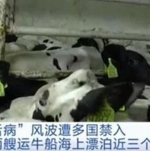 【欧浪网】西班牙两船牛海上漂泊近3个月 “蓝舌病”风波遭多国禁入
