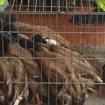 【欧浪网】塞维利亚中餐馆被查到20只野鸭  卫生恶劣  厨房已经被封