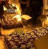 【欧浪网】 托莱多警方全城缉毒 四名华人落网