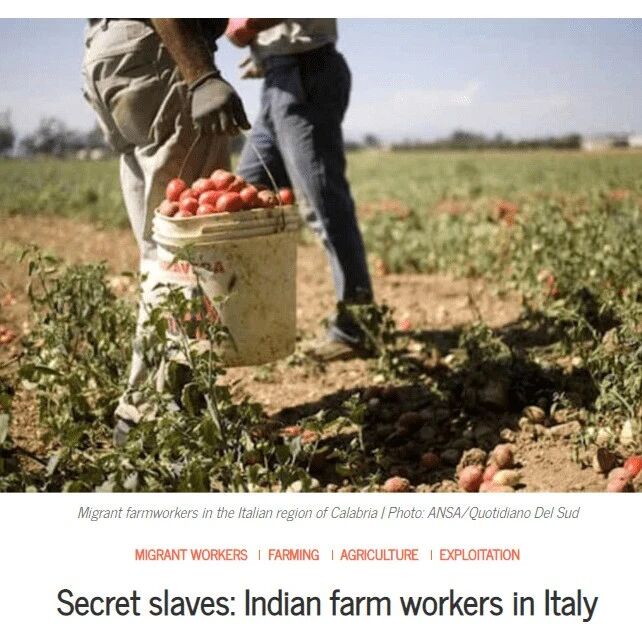 【欧浪网】意大利上万名印度劳工被强迫劳动 吃残羹冷炙终年无休