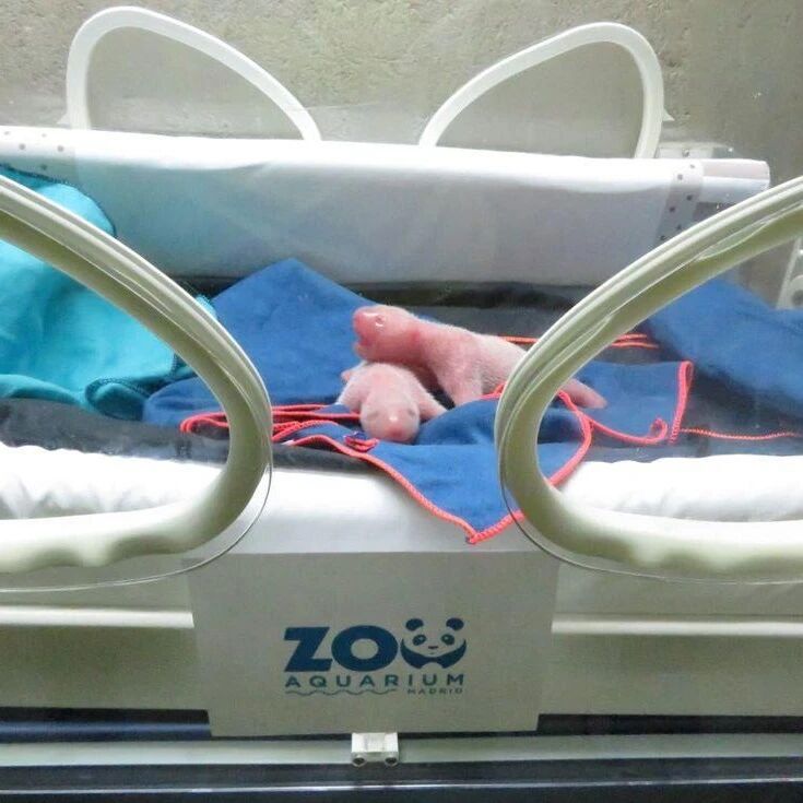 【欧浪网】​两只双胞胎大熊猫在马德里动物园出生 距第一例时隔11年