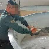 【欧浪网】鳗鱼走私没有尽头 华人铤而走险落网被抓