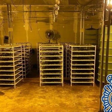【欧浪网】三名华人入狱后  警方深究大麻种植园背后团伙