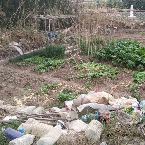 【欧浪网】几个华人家庭强占他人土地用来种菜  被西媒大幅报道