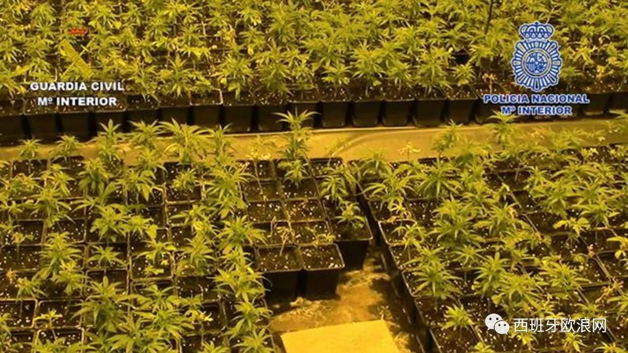 【欧浪网】警方掀起大规模缉毒行动 14人华人团伙被捣毁