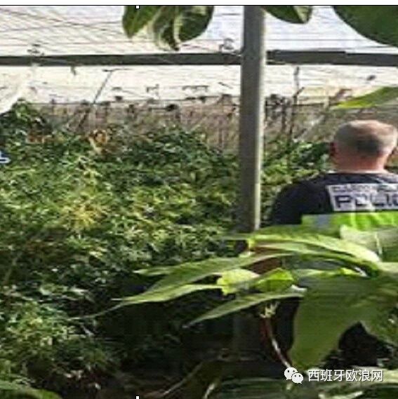 【欧浪网】毒品泛滥 华人帮成缉毒警察心头大患