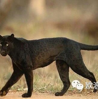 【欧浪网】黑豹出没在格拉纳达小村镇  警方部署陆空搜查