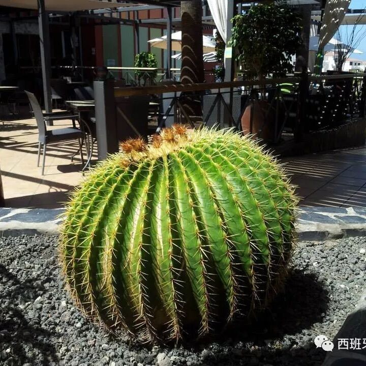 【欧浪游记】潇洒畅游地狱之门----Tenerife海岛之“巨人区”