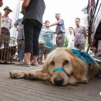 【欧浪网】狗是伴侣动物！深圳成中国首个立法禁食猫狗的城市