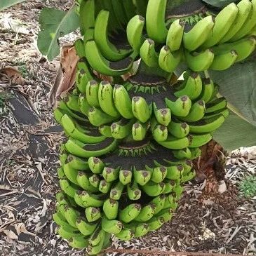 【欧浪】受火山灰影响 西班牙拉帕尔马岛50%以上香蕉无法出售