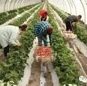 【欧浪网】联合国人权专家对西班牙草莓农场季节性移民工人恶劣生活处境再次表达关切