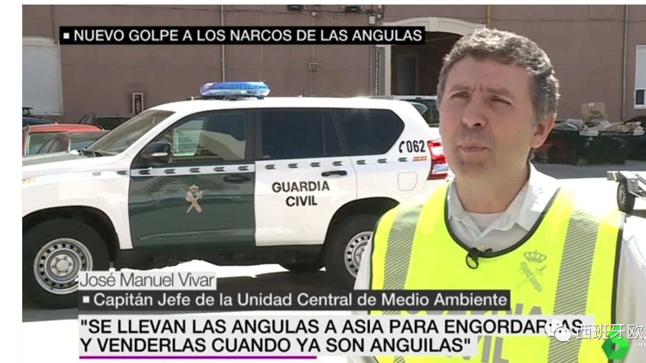 【欧浪网】六国联合行动！逮捕45人 华人鳗鱼苗走私成调查焦点