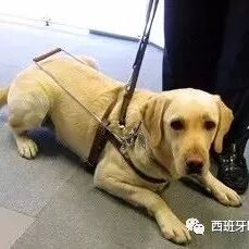 【欧浪网】一中餐厅因禁止导盲犬入内遭投诉  称不知其为工作犬