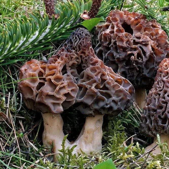 【欧浪网】米其林餐厅中毒致死教训  食用蘑菇千万小心