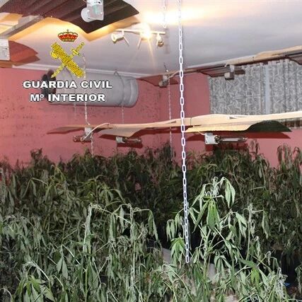 【欧浪网】 两名华人坑惨同胞 租下住宅改成大麻种植园