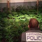 【欧浪网】加泰罗尼亚警方捣毁华人大麻种植集团 八名中国人被捕