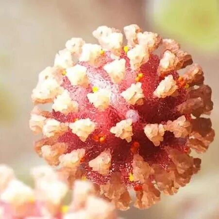 【欧浪网】新研究发现某些人对新冠具有超人般的免疫力证据