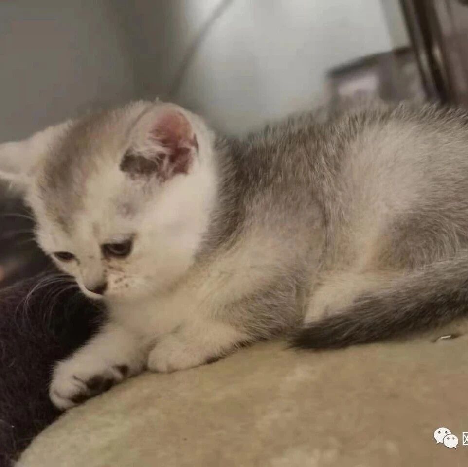 【欧浪网】mimoshop宠物用品店严正声明