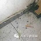 【欧浪网】马德里又一家中餐馆捅娄子：客人从盘子里吃出蟑螂