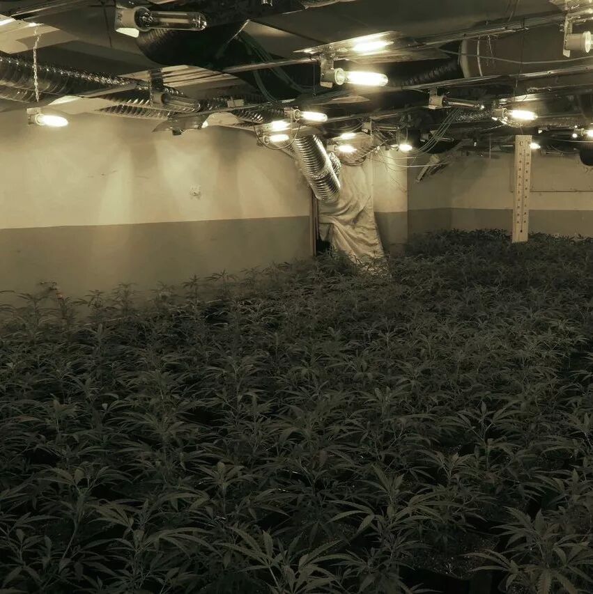 【欧浪网】七名华人因种毒贩毒被捕 其中三人已经入狱