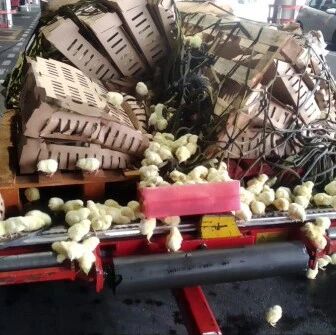 【欧浪网】西班牙两万多只初生小鸡被饿死  警方开启调查