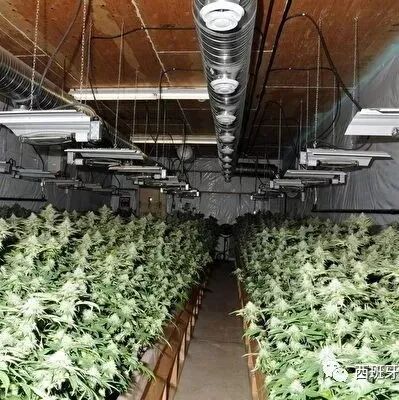 【欧浪网】华人团伙别墅中种大麻被警方捣毁 疑牵扯更多贩毒案件