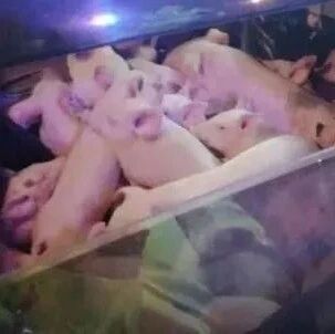 【欧浪】英国“缺人”！油荒持续 屠夫短缺15万头猪或销毁