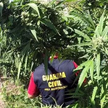 【欧浪网】西班牙毒品种植现状惊人 犯罪团伙中有不少华人身影