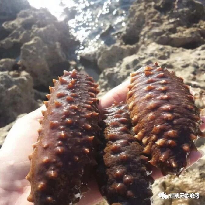 小薛精品海参批发零售