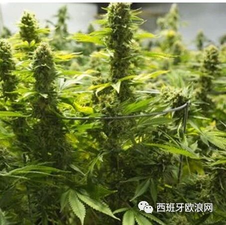 【欧浪网】华人被骗出国掏空腰包 苟且种毒进退两难