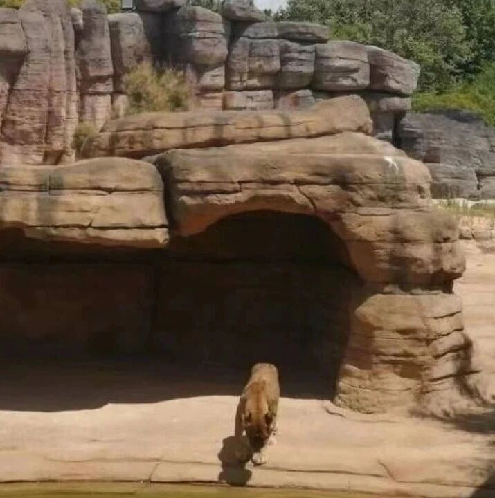 【欧浪网】巴塞罗那动物园确认园中四只狮子曾感染新冠肺炎