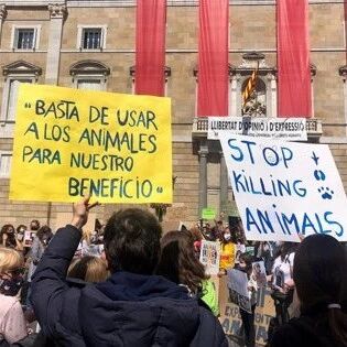 【欧浪网】西班牙20个城市发生抗议  反对使用动物作实验