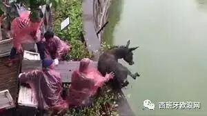 【欧浪网】中国动物园活驴喂老虎 视频走红被指虐待动物