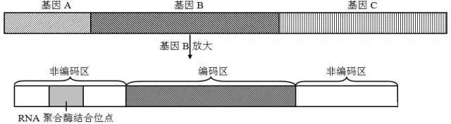 變異形式專題 基因結構 生信技能樹 微文庫