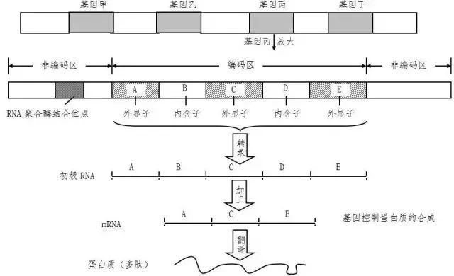 變異形式專題 基因結構 生信技能樹 微文庫