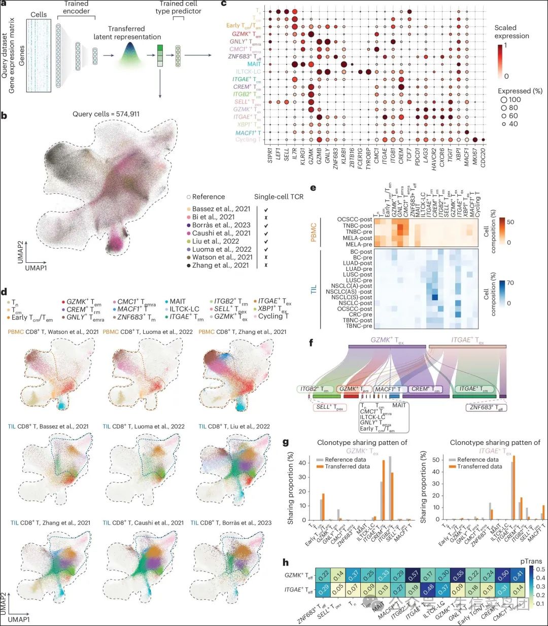 Fig__5__Transfer_learning_of_scAtlasVAE_facilitates_automatic_annotation_and_analyses_of_human_CD8_+_T_cells_