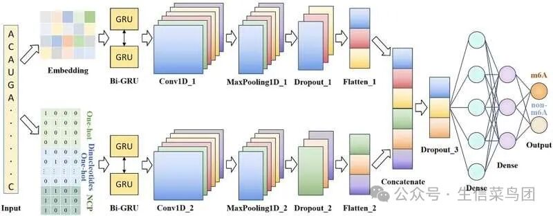 Deepm6A-MT 的示意图。Conv1D 表示一维 CNN，Maxpooling1D 表示最大池化作，Dense 表示全连接层。