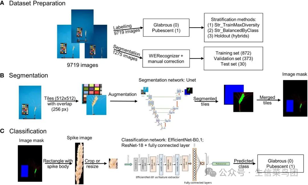 基于颖壳绒毛对小麦穗图像进行分类的综合分析方法概述(A)图像数据集准备，(B)图像分割流程，(C)图像分类流程。