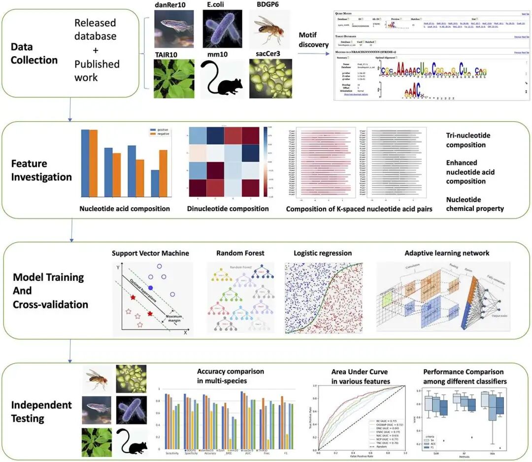 本研究中使用的预测因子的整体框架包括四个主要步骤：数据收集、特征调查、模型训练与交叉验证、以及独立测试。在数据收集步骤中，来自六个不同物种的数据集被收集自已发布的研究和数据库，用于基序底物发现和特征调查。在特征调查阶段，采用了从序列中衍生的主要特征（NAC、DNC、TNC、ENAC和CKSNAP）以及一种核苷酸理化性质特征（NCP）。在模型训练与交叉验证阶段，应用了三种传统的机器学习方法（SVM、LR和RF）以及基于自适应学习网络（adaptive-m6A）的深度学习方法，并使用了5折交叉验证进行模型评估。最后，采用独立测试来评估所提方法的性能。