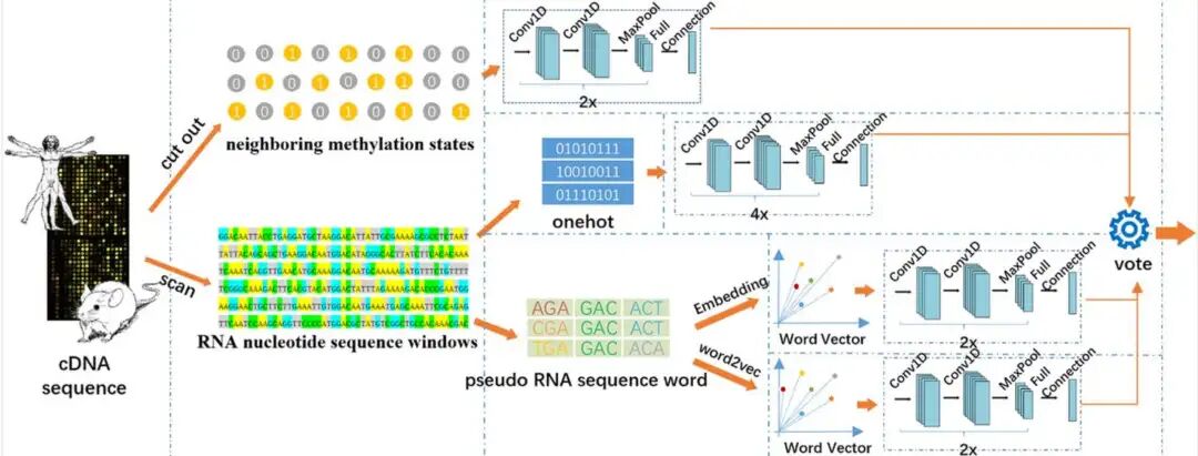 该模型使用了具有多个单元结构的卷积神经网络（CNN），这些结构包括两个一维卷积层、一个池化层和一个dropout层。卷积层的作用是提取具有高维抽象表示的特征，池化层则通过限制池化操作来减少可处理的模型参数数量，dropout层则通过将部分输入单位随机设置为零，帮助防止模型的过拟合。该网络结构基于四种不同的单元结构进行组合。数据首先经过One-hot编码，然后通过四种不同的细胞结构和完全连接层作为输入，同时还包括相邻甲基化状态编码数据、RNA字嵌入数据，并将Gene2vec处理的数据馈送到具有两种细胞结构的网络中（如图10所示）。最终，模型通过投票策略从四个预测概率中获得最终结果。