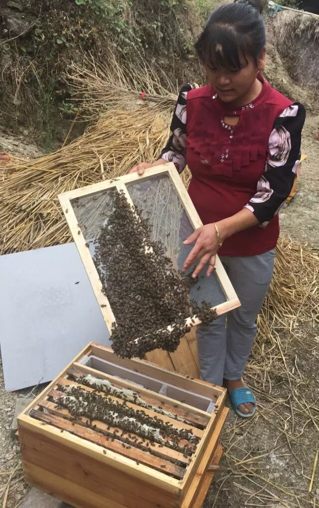 铜仁市碧江区新产业模式助妇女精准脱贫