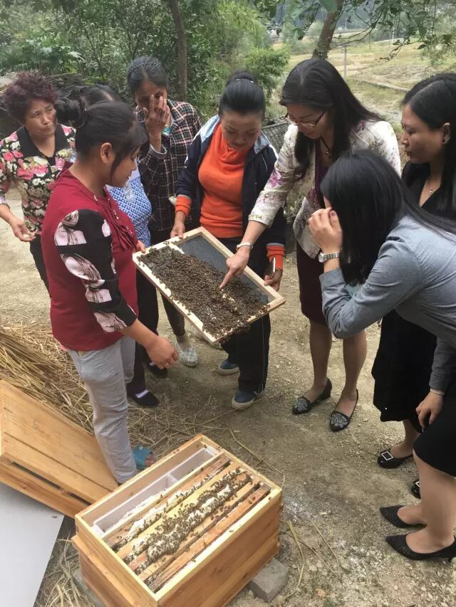 铜仁市碧江区新产业模式助妇女精准脱贫
