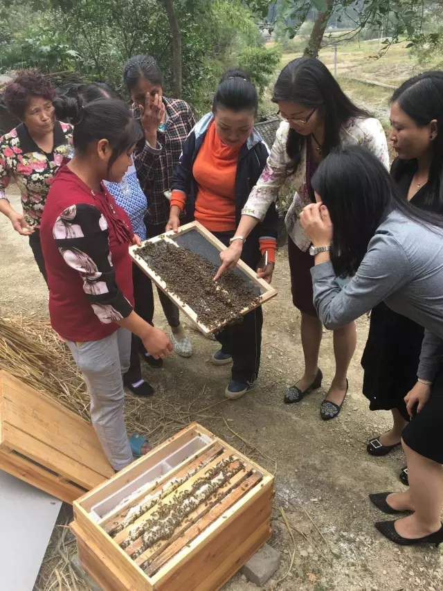 铜仁市碧江区新产业模式助妇女精准脱贫