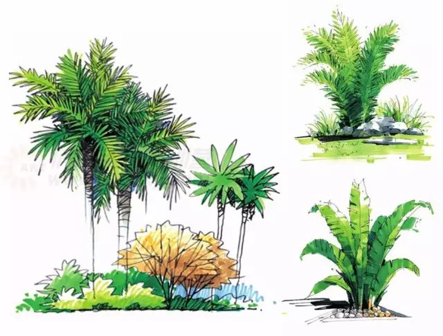 不同棕榈科植物上色表现▲ 小景表现步骤图: 这是一组经典的组合表现