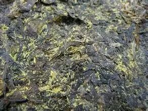 一篇文章让你搞懂茯砖茶