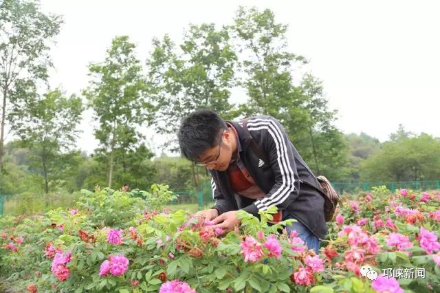 【百姓二三事】从兽医师到"种花人",80后小伙与百亩玫瑰园的故事