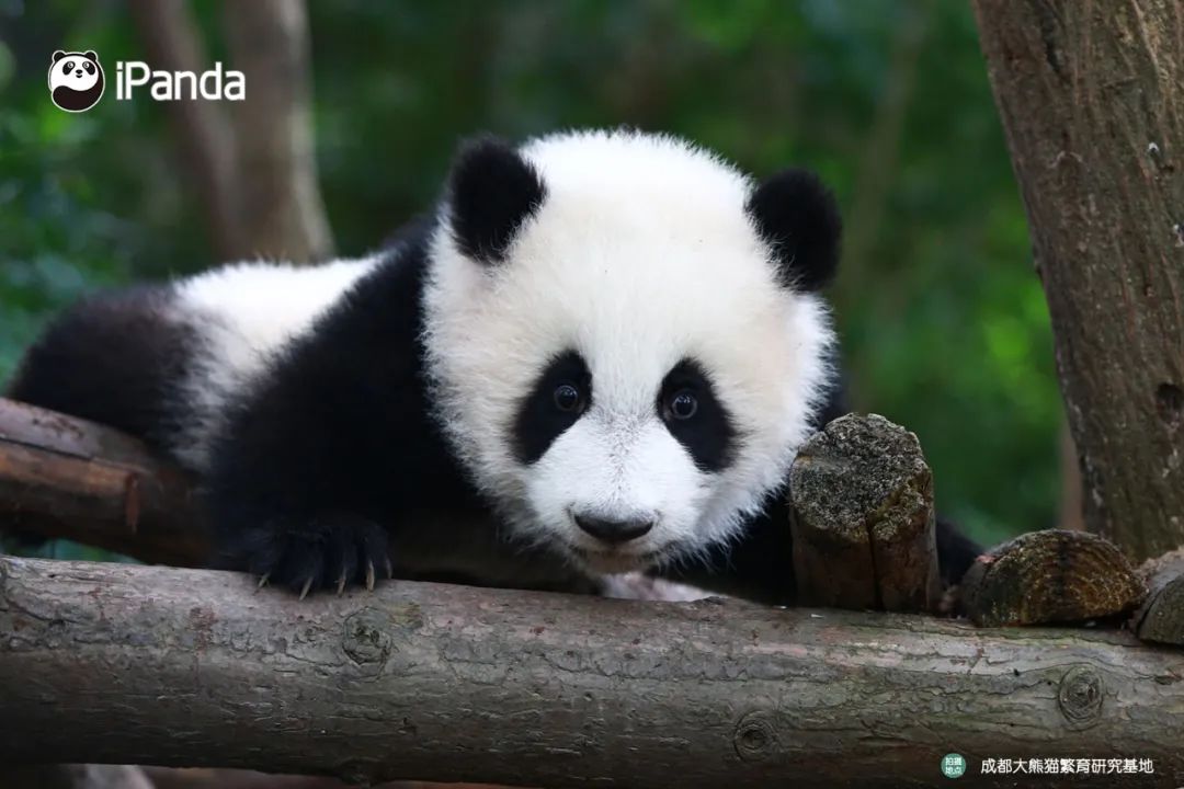 你真的了解大熊猫吗?