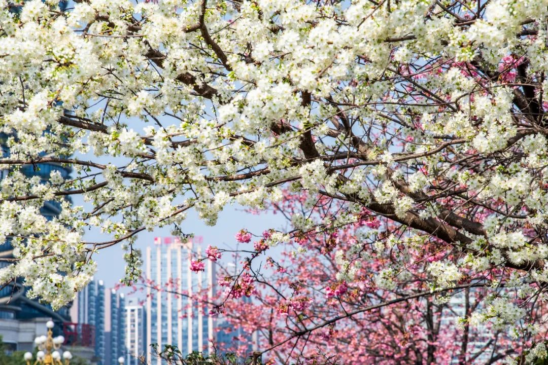 春天来了兴义城区樱花盛开惹人醉市民打卡留恋